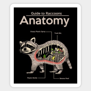 Anatomy of a Raccoon Magnet